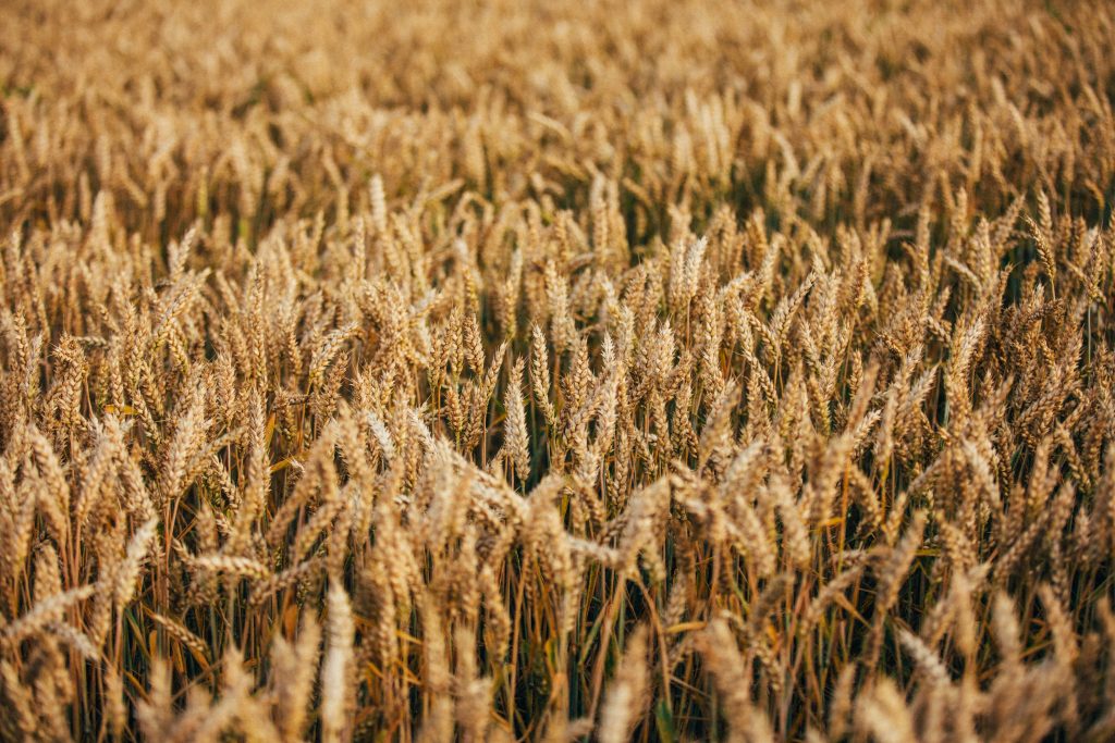 Largest agricultural trading company in Germany: BayWa AG
